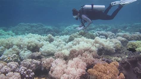 The Great Barrier Reef: A Natural Wonder of the World